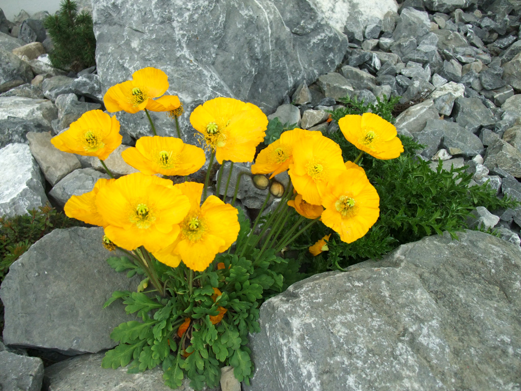 Gartenakzente Strahl - Leistungen